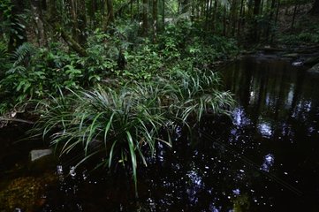 Crique des cascades undergrowth - French Guiana