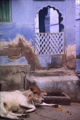 Kuh liegt vor einem Haus in Jodhpur Indien