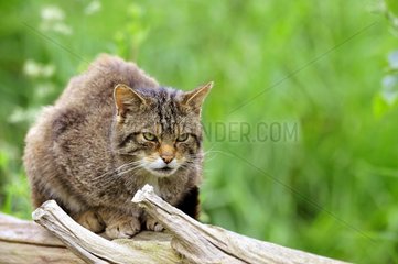 Wildcat male lied down on a dead trunk England