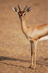 Arabian Mountain Gazelle United Arab Emirats