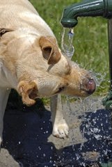 Labrador Retriever drinking at a fountain France