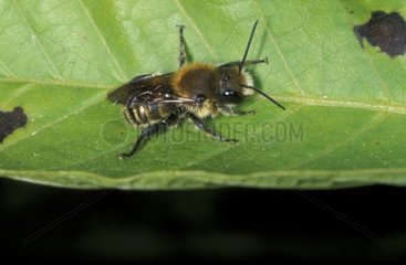 Megachile -Biene auf einem Frankreichblatt