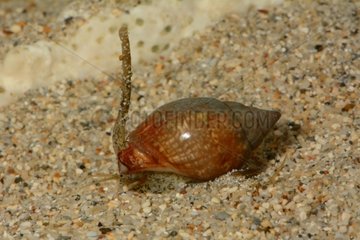 Speckled whelk on sand - New Caledonia