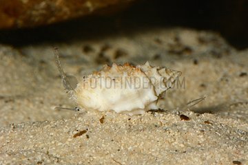 Spiny Dog Whelk on sand - New Caledonia