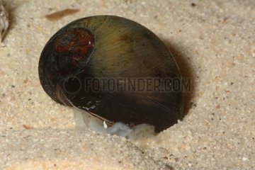 Solid moon snail on sand - New Caledonia