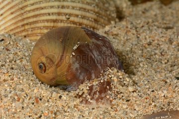 Spider moon snail on sand - New Caledonia