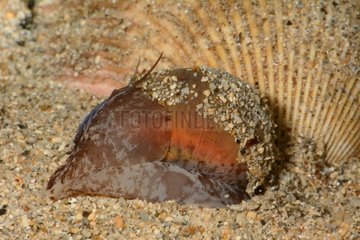 Spider moon snail on sand - New Caledonia