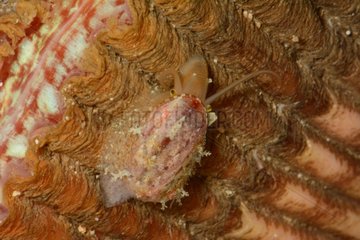 Stomatella on shell - New Caledonia