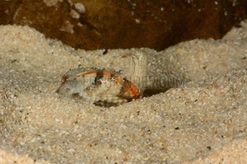 Vénus Clam on sand - New Caledonia