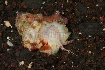 Blood Stained Frog shell on sand - Tahiti French Polynesia