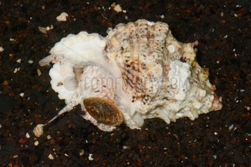 Chestnut Frog shell on sand - Tahiti French Polynesia