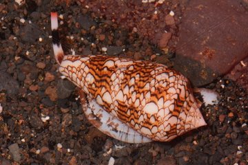 Textile Cone Snail on sand - Tahiti French Polynesia