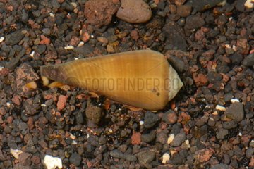 Cone snail on sand - Tahiti French Polynesia
