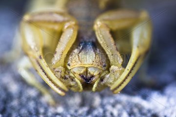 Portrait of yellow scorpion Luberon Nature Park France