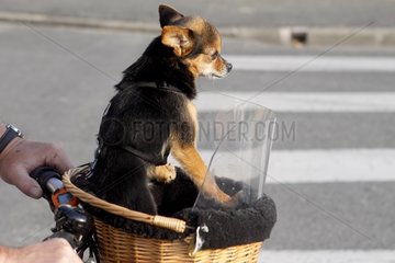 Chihuahua placed in a basket in front of a bicycle