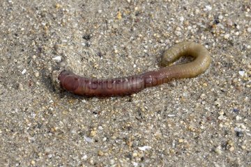 Lugworm on the beach of Port Blanc Cotes d'Armor France