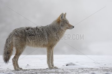 Coyote standing under the frost Yellowstone USA
