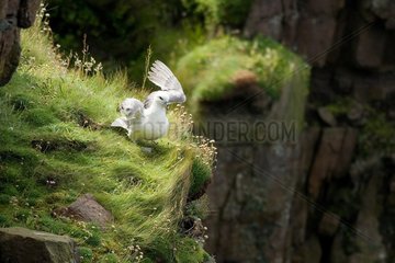 Fulmar on a cliff Handa Island Scotland