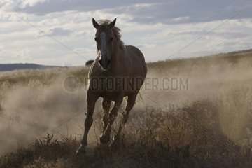 Horse gallopping in the raised pousière Oregon the USA