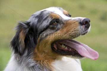 Portrait of a Dog race 'Australian Shepherd' France