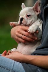 French bulldog in arms of its mistress France