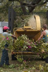 Recyclinganlage in Mulch und Kompost Florida USA beschnitten