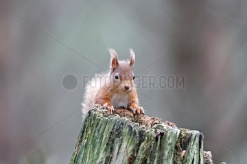 Roter Eichhörnchen auf einem Stumpfschottland