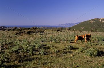 Desert of Agriates and cows Corsica