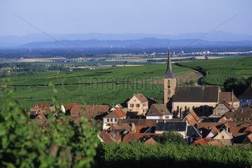 Vineyard of Blienschveiller Alsace France