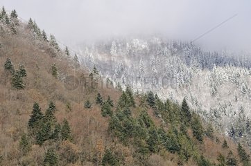 Forest Frosted Alpine Haute-Savoie