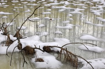 Snow melting on an icy pond Bialowieza Poland
