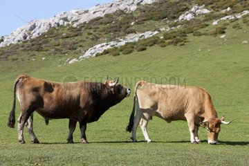 Bullen- und Kuh asturianer vor pn picos de europa spanien