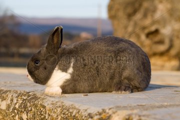 Gray and White Rabbit at sunset Provence France