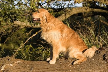 Portrait of a Dog Retriever Golden delicious sitting on a trunk