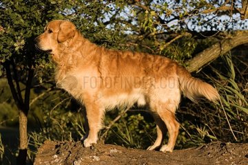 Portrait of a Dog Retriever Golden delicious upright on a trunk