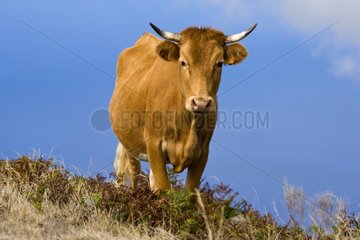 Cow Portugal