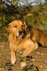 Portrait of a Dog Retriever Golden delicious laid down on a trunk