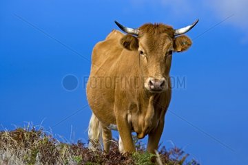 Cow Portugal