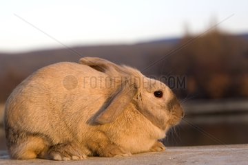 Beige rabbit at sunset Provence France