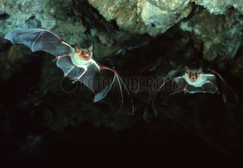 Mouse-eared Bats flight in a cave Sassari Sardinia