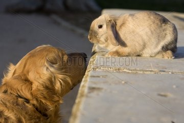 Beige rabbit and Golden retriever dog Provence France
