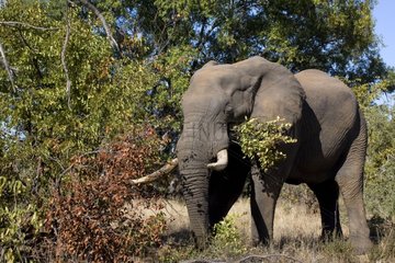 African elephant eating Kruger NP South Africa