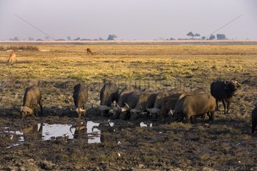 Cape buffalos drinking at a watering place NP Chobe Botswana