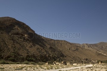 Way along the reliefs of an arid landscape Oman
