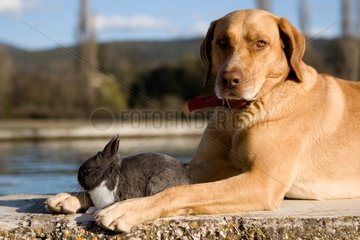 Brown dog and gray and white rabbit Provence France