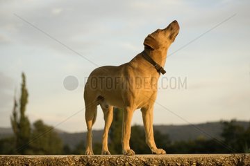 Portrait of a Dog Directs of Weimar on a wall