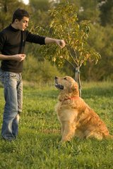 Portrait of a Dog Retriever Golden delicious and its Master