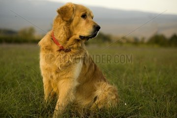 Portrait of a Dog Retriever Golden delicious