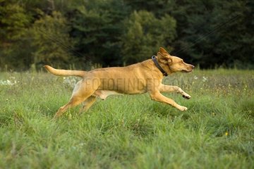 Dog Directs of Weimar running in a field