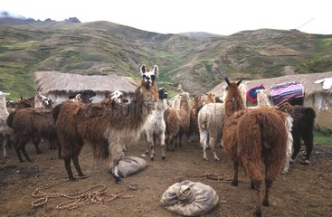 Troupeau de lamas dans village bolivien